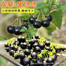 �����N�Ӻ������і|�������������ƷN���̨�����ļ�ˮ����ș��