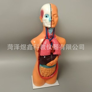 Human body half body human organ model head and neck trunk model 42CM biological teaching medical anatomy model