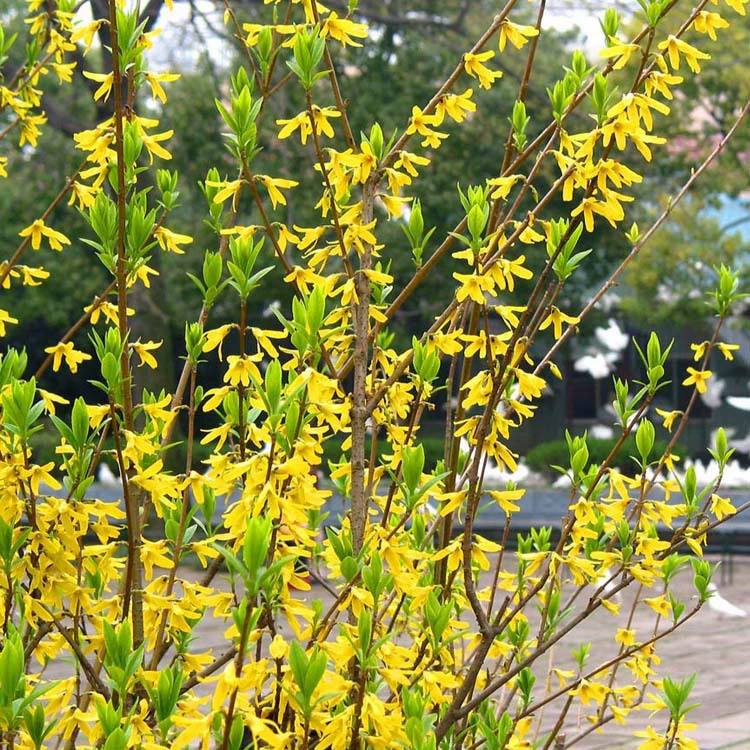 Forsythia suspensa саженец желтый тигр рассада оптом кустарник мульти-рост двор вилла лоза Вьющееся цветочное растение желтый тигр кровать рассада