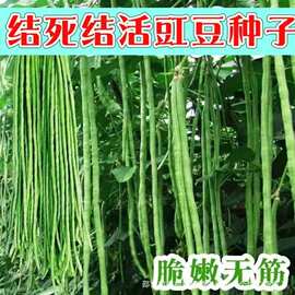 结死结活摘不败豇豆种子特长四季豆秋冬季春夏豆角蔬菜种孑长豆角