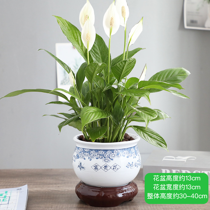 [핫셀링 모델] 특급 부드러운 항해 화이트 팜 + 리치 플라워 세라믹 세면대