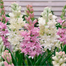 月下香 月下香品牌 图片 价格 月下香批发 阿里巴巴