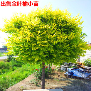 �޽����A���~�ܘ���~�ܘ�С�����l  ���̾G����ľ�е��L�����͘�