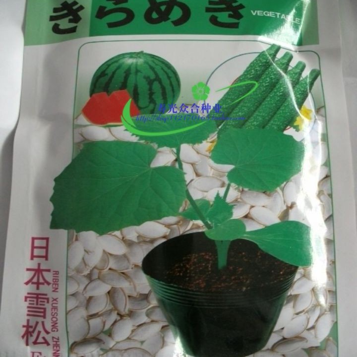 日本雪松 黄瓜西瓜甜瓜嫁接砧木 白南瓜籽白籽南瓜种子 耐寒