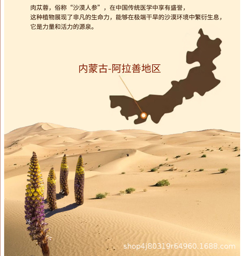 Fresh Cistanche Polygonatum Ginseng NFC Original Juice Ready to Drink Herbal Wellness Beverage in use