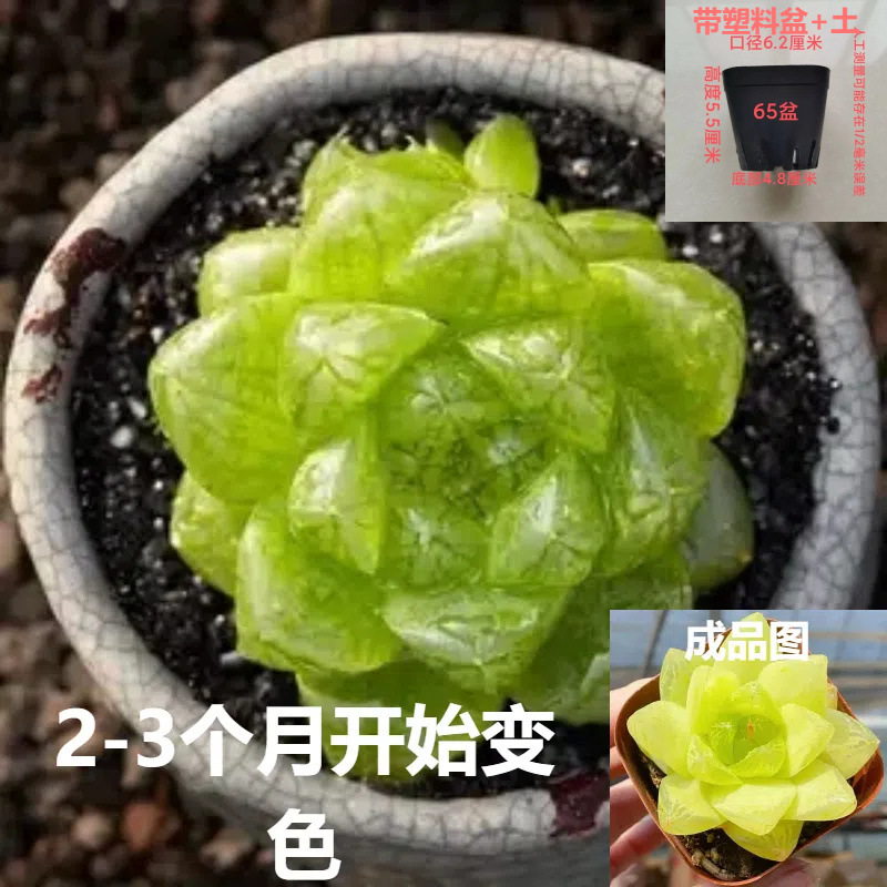 인기 신제품: 골드 0kg 옥 이슬 4-5cm