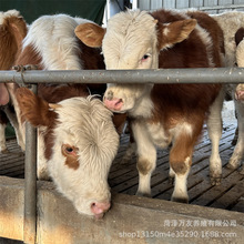 改良西门塔尔肉牛犊活体育肥肉牛犊养殖场 繁殖母牛价格