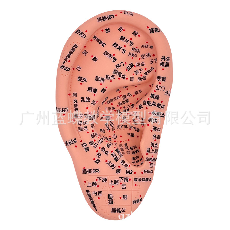 �ֶ����ͷ��Ѩλģ�� ��װ�Ħ�Ų��㲿������ģ�Ͱ�Ħ��İ���