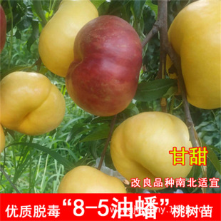 ������Ҵ�ѩ�Ҙ���������ݼt�������Ե�ͥԺ�Nֲ����Y��������