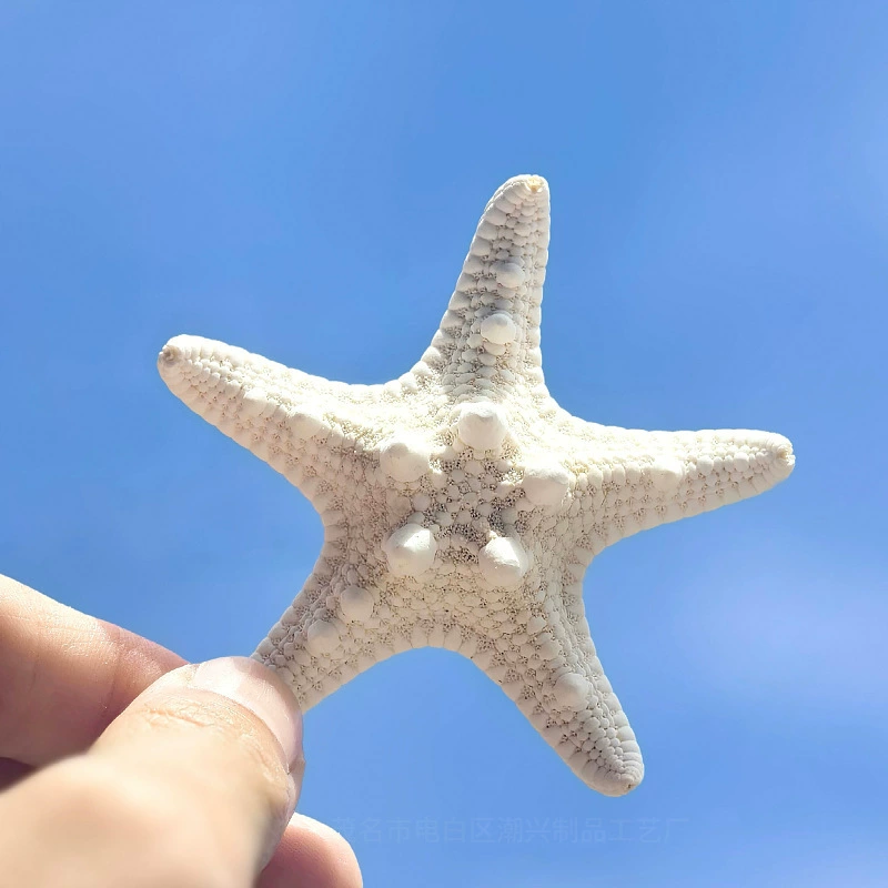 Natural conch shell five-finger storefront steamed bun starfish specimen Mediterranean podium decoration wall plaque collection