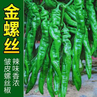 Screw Pepper Seed Seedlings, Small Pepper Seedlings, Four-Season Vegetable Seeds, Spring Potted Golden Vegetable Pepper Seeds, Pepper Seeds, Seedlings