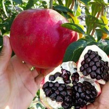 黑籽甜宝石榴苗 大果黑籽甜石榴树苗 软籽石榴果树苗南方北方种植