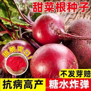 �t��˸��N���ϲ��^��˷N��ԭ�b�ļ��߲˷N�Ӵ�ȫˮ���N�Ӳ˷N��