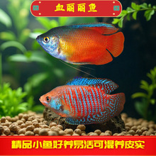 Ѫ�����~�ݸ׵�ˮ�~������������~�����~���B�ͻ�������^�p�~