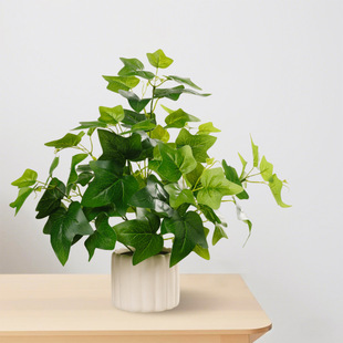 ����Gֲ����С�����G�}�t���~�ٻ��[���҃�С�Gֲ�쾰һ�����l