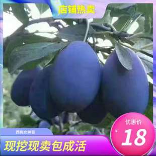 Prune Tree Saplings, Fruit Trees Grafted with Prune and Plum Saplings, Extra-Large Potted Plants, Planted on the Ground, Bearing Fruit in the Same Year, Planted in the North and South
