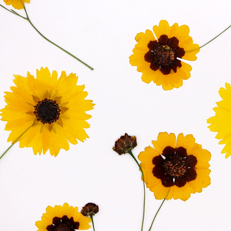 Черное сердце змея Хризантема с ветками Сухие цветы Тисненый материал DIY Закладка гель капля оболочка мобильного телефона образец растения ручной работы