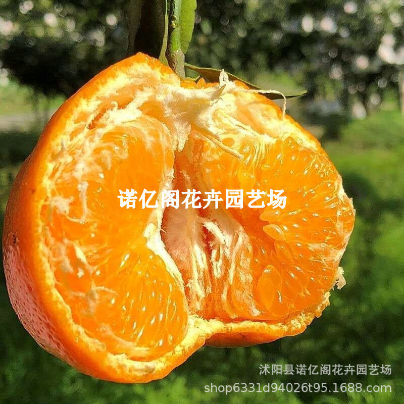 新品种特大粑粑柑橘苗嫁接春见桔子树苗盆栽地栽南北方种植果树苗