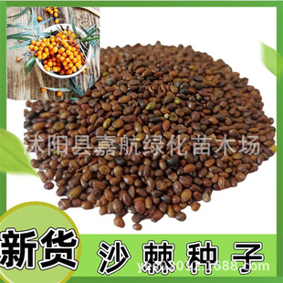 ɳ���N�Ӵ��С�� ����ɳ������N�� ɳ��������Sľ�N�ѷ��L��ɳ