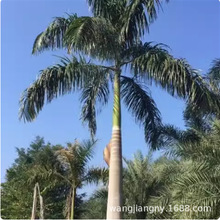 名贵椰子树苗木大王椰树苗庭院风景树不落叶门前绿化树棕榈树大树