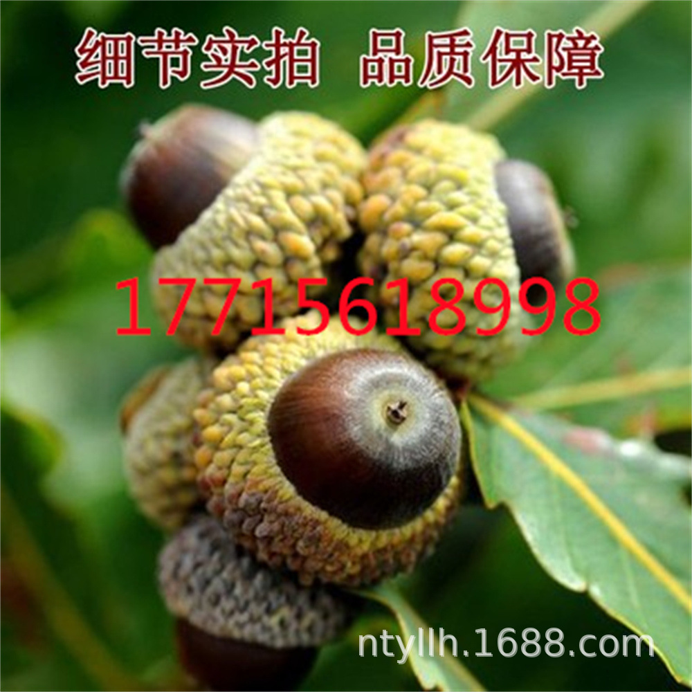 橡树种子麻栎榨树 青冈栎树种子 蒙古栎 橡子种子 栎树娜塔栎树种-阿里巴巴