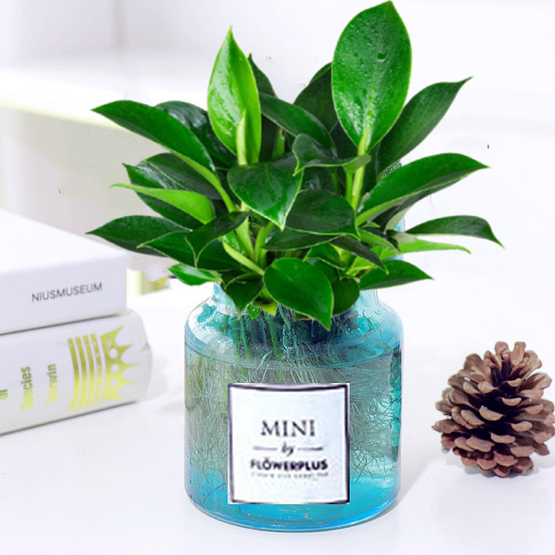 수경 금 다이아몬드 + 노출된 파란색 MINI 병 + 영양 용액 2개 ✦