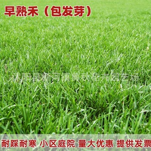Imported Bluegrass Seeds, Cold-Resistant and Trampling-Resistant Lawn Seeds, Courtyard Community Dwarf Greening Bluegrass Turf Seeds
