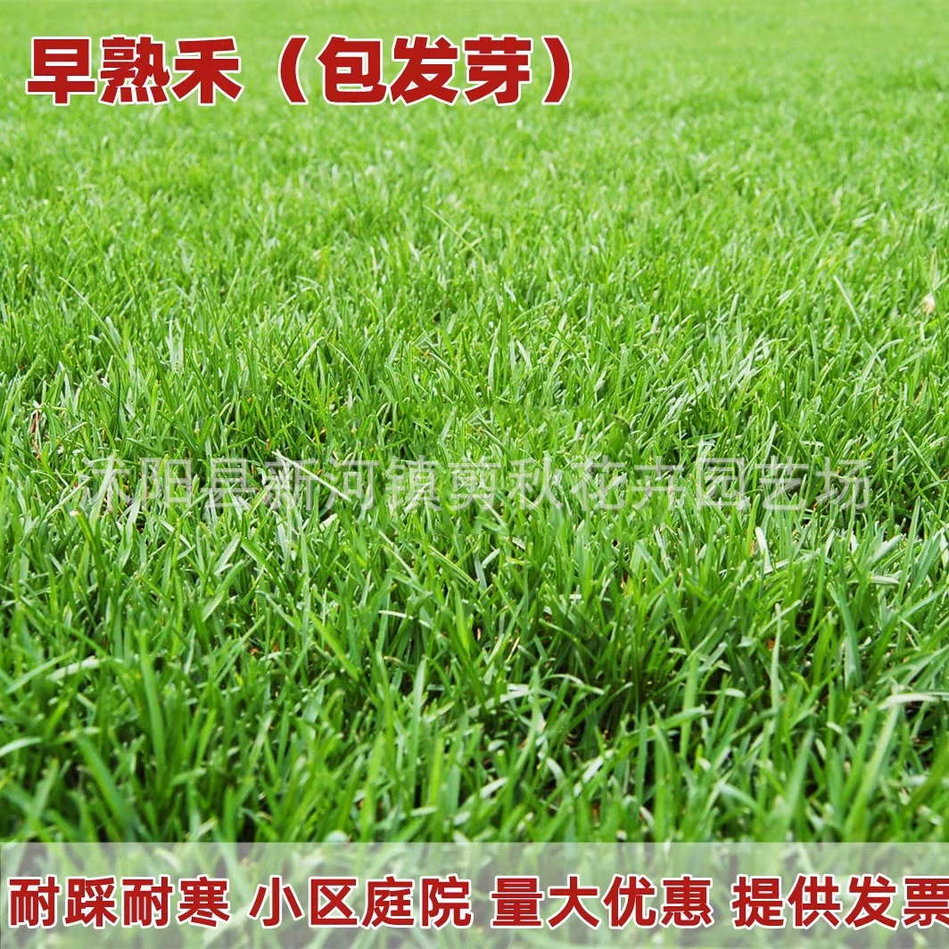 Импортные семена мятлика, морозостойкие и устойчивые к вытаптыванию газонные семена, карликовые озеленение мятлика газон семена во дворе области
