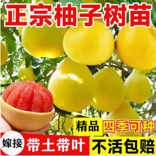 Pomelo Saplings, Fruit Trees, Red Heart Honey Pomelo, Guangxi Dashatian Pomelo, Southern Fruit-Resistant Saplings Planted in the Courtyard