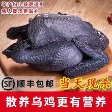 乌鸡新鲜现杀正宗农家散养土鸡五黑鸡乌骨鸡活鸡公鸡月子鸡老母鸡