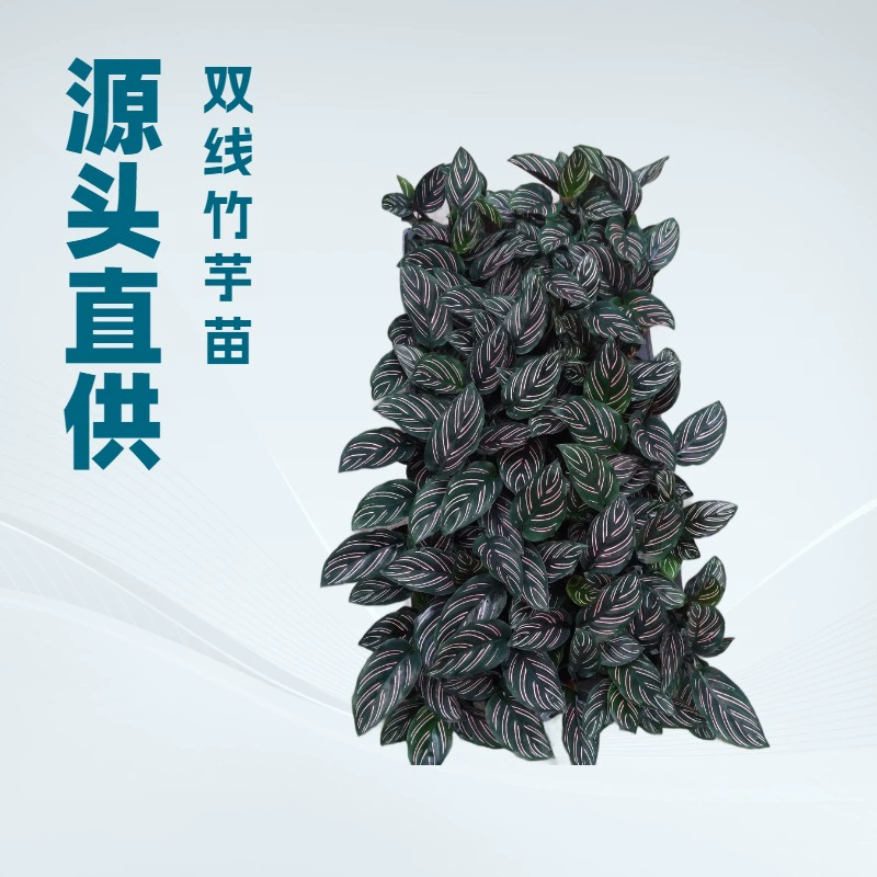 Оптовый поставщик семян и рассады цветов, рассада цветов с двойной линией "стрелка" для выращивания в помещении, минимальный заказ 50 рассады.