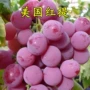 美国庭院盆栽四季葡萄树