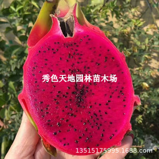 Red Heart Dragon Fruit Seedling Tree Grafted Bird's Nest Dragon Fruit Seedling Jindu No. 1 Potted Extra Large Gui Honglong Fruit in the Same Year