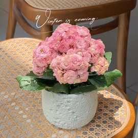 海天霞花粉色重瓣开花多肉植物办公室内阳台绿植花卉盆栽好养