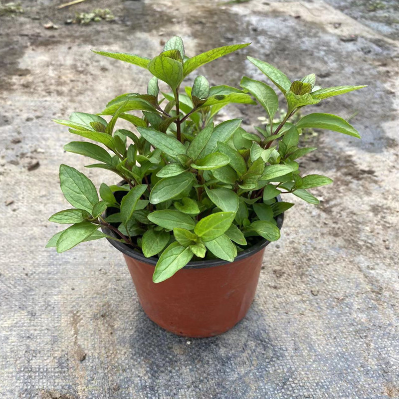 Planta de menta fresca comestible hoja de menta planta de jardín interior mosquitos repelente plantas de menta para gatos flores verdes