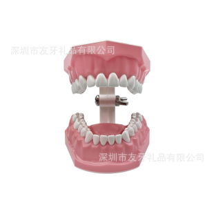 Dental Teaching Model Oral Model 1:1 Tooth Brushing Model with Gap between Teeth Kindergarten Teaching Tooth Brushing Model