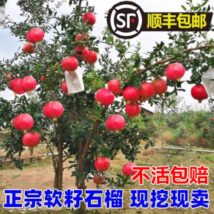 Pomegranate Tree Saplings Tunisian Soft Seed Pomegranate Seedlings Potted Courtyard Fruit Tree Extra Large Soilless Seedless Sweet Pomegranate Saplings