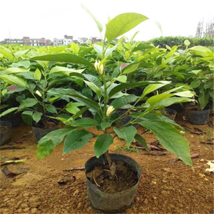 ���m������ֲ���҃Ȇμ��������S���辰���m���玧�̨ͥԺС��