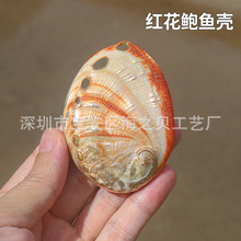 天然红花鲍鱼壳鱼缸造景装饰创意收藏小摆件拍摄道具海螺贝壳批发