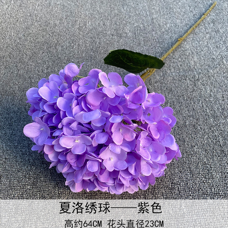 Chara Hortensia púrpura