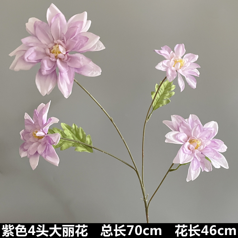 보라색 4머리 달리아