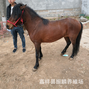 ���^�T�˻������䰫�R���䰫�R���wһƥ�����X�Ȍ����R���䰫�R