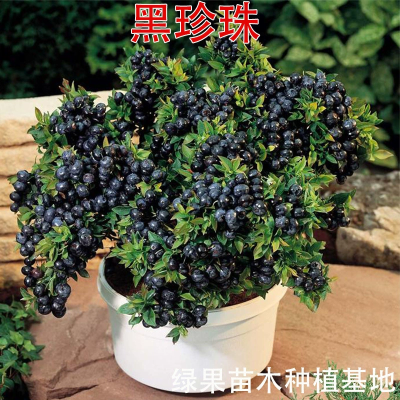 Саженцы черники, саженцы черники «Черная жемчужина», горшечные саженцы черники, саженцы плодовых деревьев, посадка на юге и севере