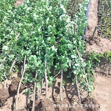 ���l�������S����� �G����ľ�е���G�hֲ�� �ļ����� ���󃞻�