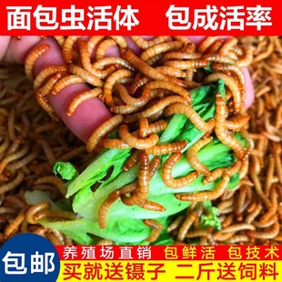 ����x���w �S���x���x�r���x�N�x�����~ʯ�܂}�����残ü�B���