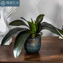 蝴蝶兰叶批发同款蝴蝶兰叶花朵拍照摄影家居装饰假花仿真花摆件