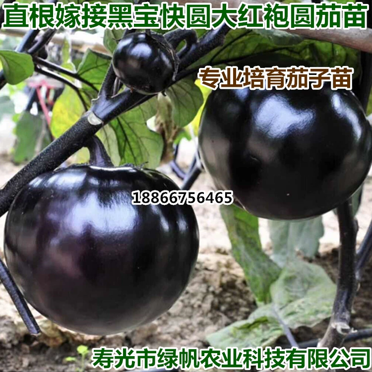 Привитые саженцы баклажанов, саженцы баклажанов, черные баклажаны, Dahongpao, быстрые круглые, фиолетовые саженцы, зеленые баклажаны