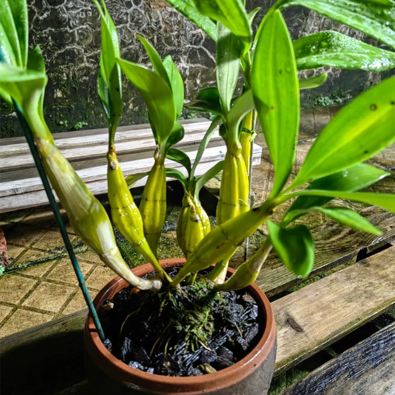 Растение Dendrobium officinale в горшке, орхидея-барабанная палочка, орхидея с золотыми листьями, прирученные съедобные рассады орхидей, зеленое растение-бонсай, деловой подарок.