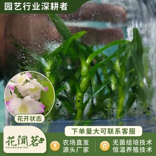 ��ʯ�� 3062 ѩ��ƿ���׳ɻ�M��С�� �҃������Ի�������r��