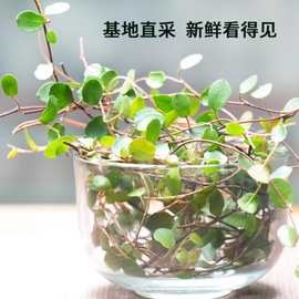 千叶吊兰新鲜枝条婚纱吊兰盆栽植物烘焙摆盘甜品蛋糕点装饰花叶